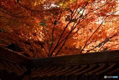 秋の宮島　１５