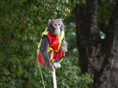 お猿の大道芸　３