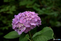 三景園の紫陽花　４