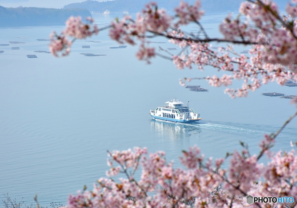 正福寺山公園の桜　８