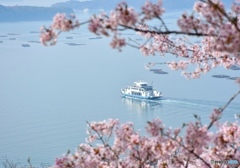 正福寺山公園の桜　８