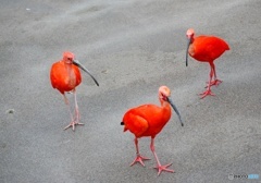 ショウジョウトキ