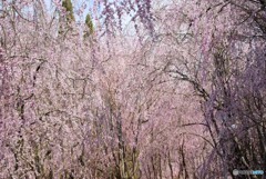 甲山ふれあいの里