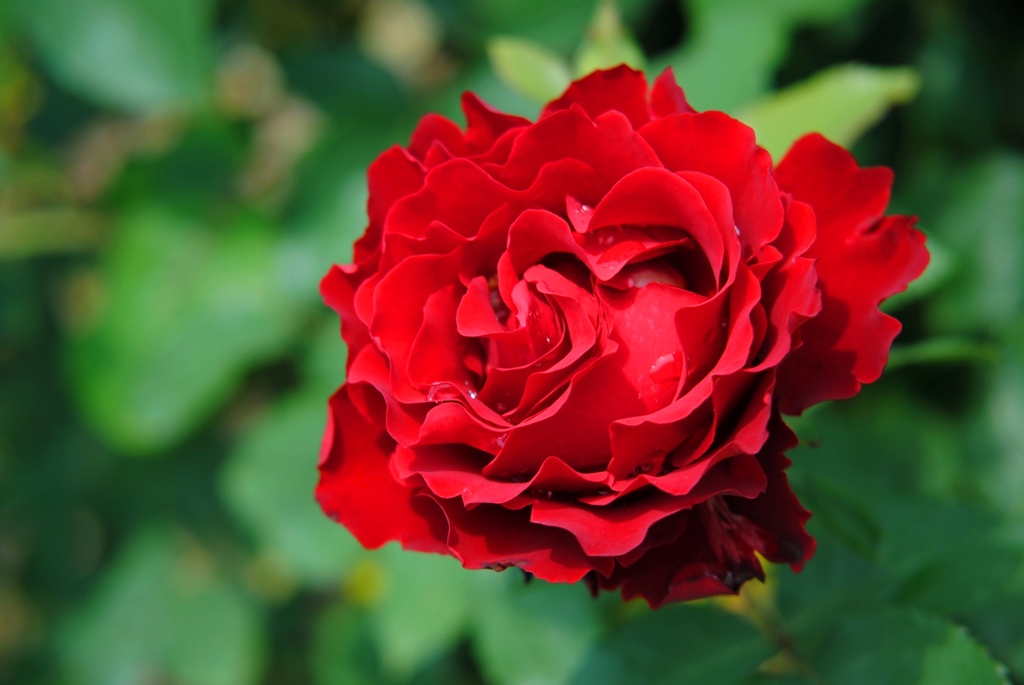 オマージュ　ア　バルバラ