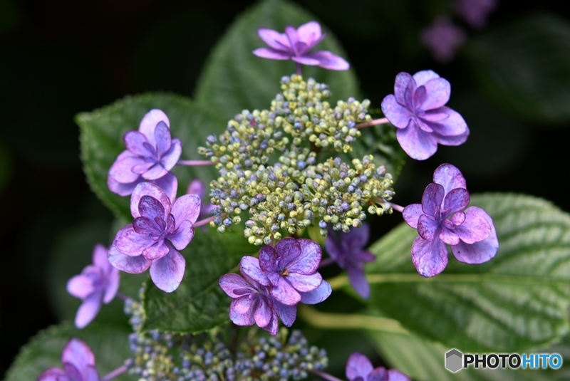 三景園の紫陽花　２８
