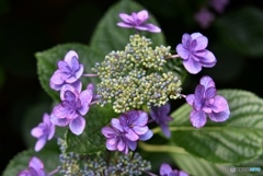 三景園の紫陽花　２８