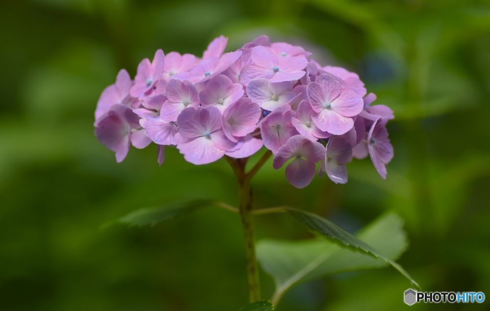 三景園の紫陽花４