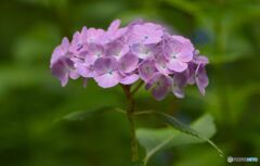 三景園の紫陽花４