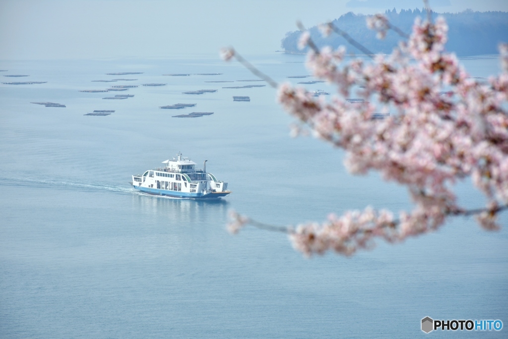 正福寺山公園の桜　４