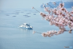 正福寺山公園の桜　４