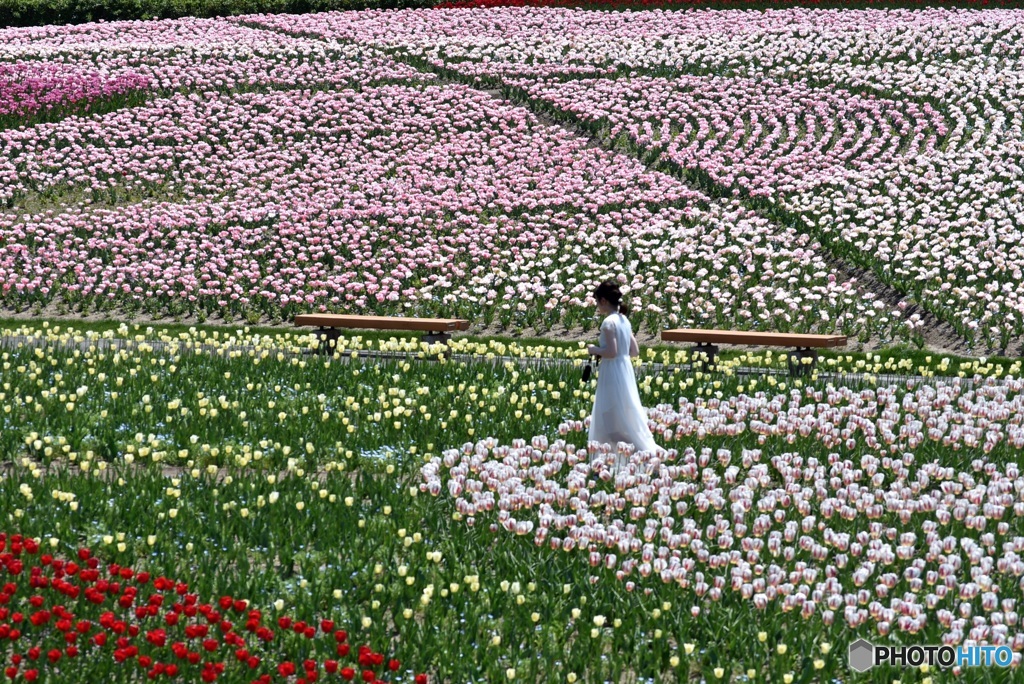 チューリップ　６