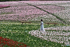 チューリップ　６