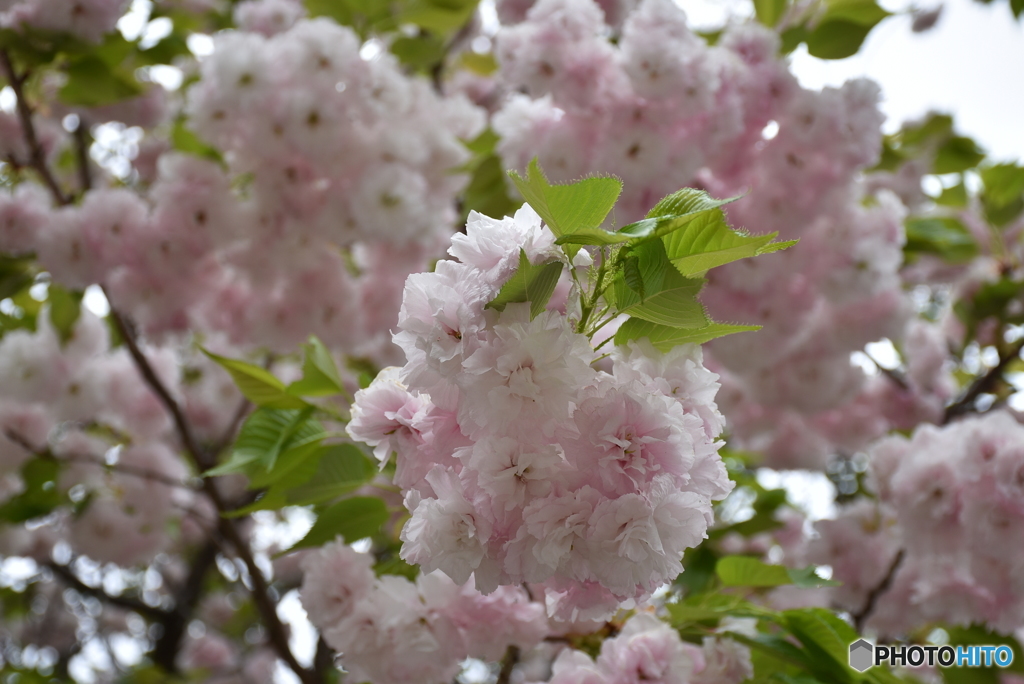 花のまわりみち　６