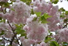 花のまわりみち　６