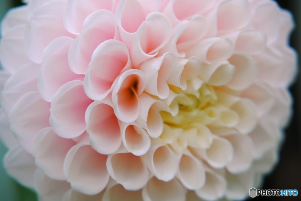 ダリア（セクシーポーズ）