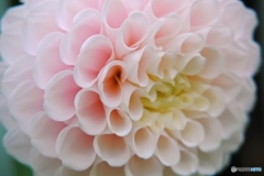 ダリア（セクシーポーズ）