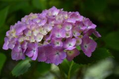 紫陽花　６