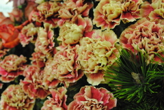 カーネーション　６