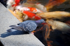 公園の鳩、池の鯉