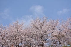 正福寺山公園の桜　７