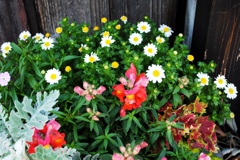 柔らかな光　２