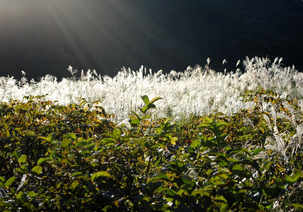 ススキ野