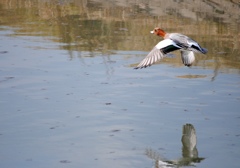 翼をひろげて　３