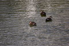 お堀のカルガモ　２