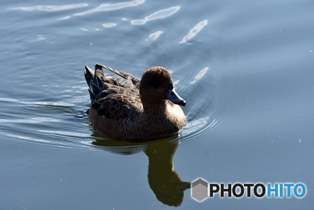 ヒドリガモ　４