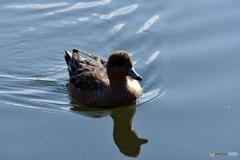 ヒドリガモ　４