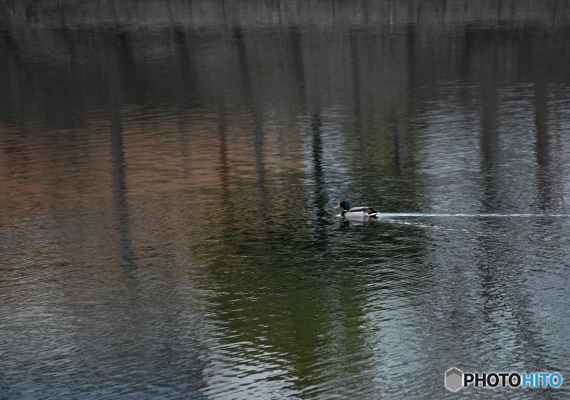 カモが泳ぐ池　３