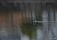 カモが泳ぐ池　３