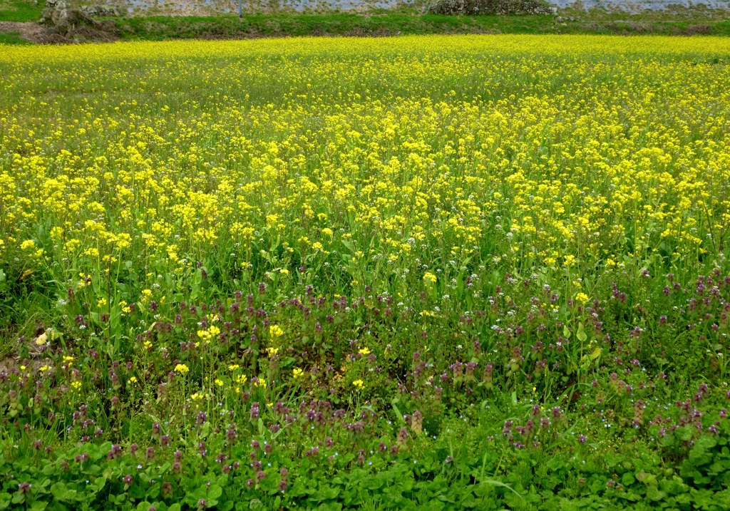 菜の花畑