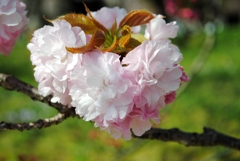 花のまわりみち　５