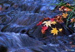 三景園の紅葉３