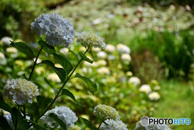 三景園の紫陽花　２