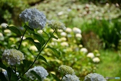 三景園の紫陽花　２