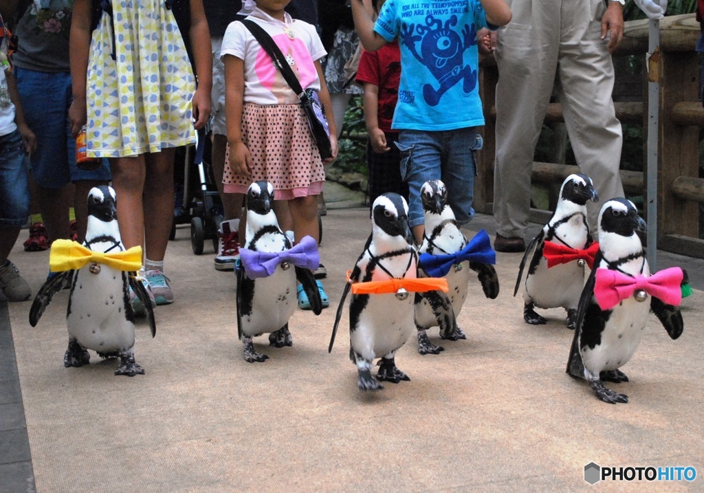 ペンギンの散歩