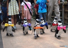 ペンギンの散歩