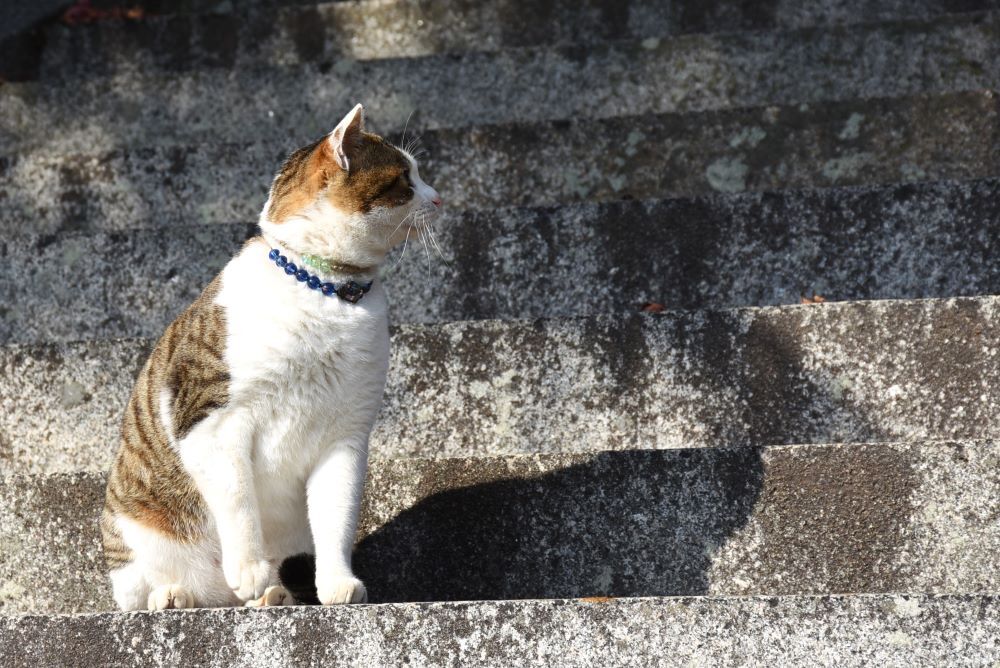 おのみちのニャンコ　４