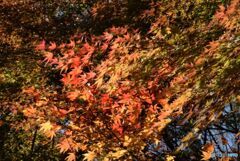 三景園の紅葉　２