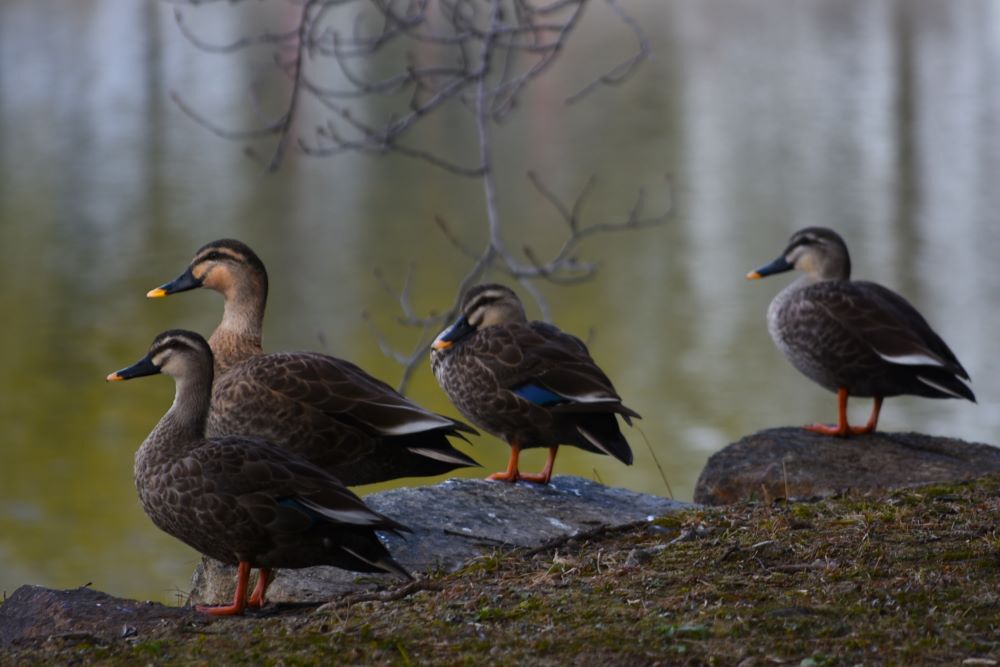 堀のカルガモ　５