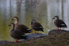 堀のカルガモ　５