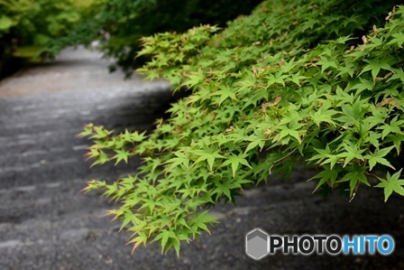 小倉山 二尊院　４