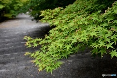 小倉山 二尊院　４