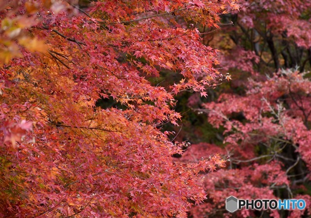 三景園の紅葉　６