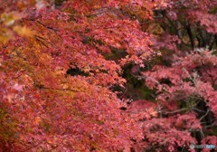 三景園の紅葉　６