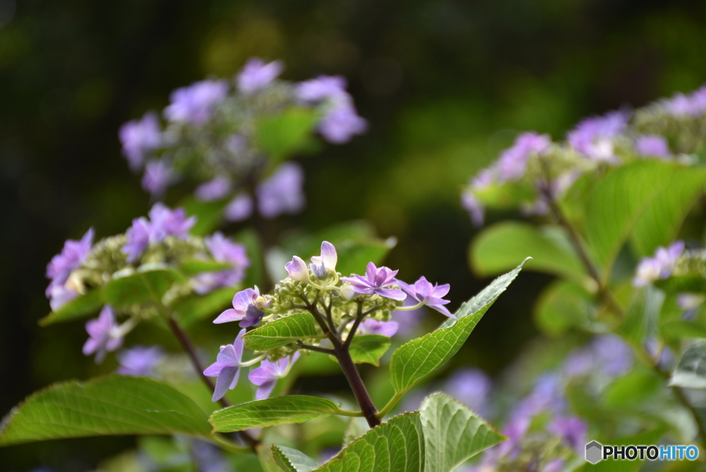 三景園の紫陽花　２５