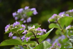三景園の紫陽花　２５