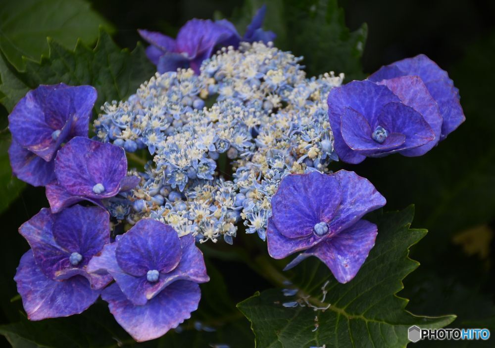 三景園の紫陽花８